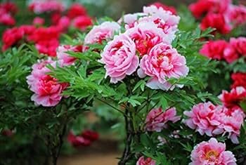 15 PCS Rare Heirloom Mixed 9 Colors Luo Yang Peony Plant Flower Seeds