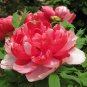 15 PCS Rare Heirloom Mixed 9 Colors Luo Yang Peony Plant Flower Seeds