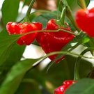 100 PCS Scorpion Carolina Reaper Jolokia Peter Pepper Mixed Chilli Seeds