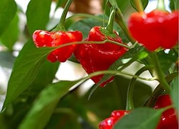 100 PCS Scorpion Carolina Reaper Jolokia Peter Pepper Mixed Chilli Seeds