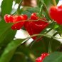 100 PCS Scorpion Carolina Reaper Jolokia Peter Pepper Mixed Chilli Seeds