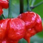 100 PCS Scorpion Carolina Reaper Jolokia Peter Pepper Mixed Chilli Seeds
