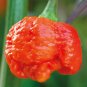100 PCS Scorpion Carolina Reaper Jolokia Peter Pepper Mixed Chilli Seeds