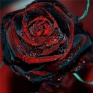 50 PCS Super Black Rose with Red Edge Seeds 50 PCS Super Black Rose with Red Edge Seeds