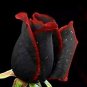 50 PCS Super Black Rose with Red Edge Seeds