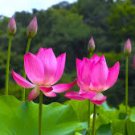 5 PCS Heirloom Mixed Pink Rose Red Blue Orange Lotus Nelumbo Nucifera Flower Seeds