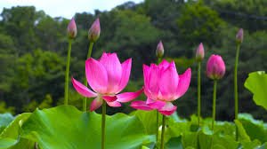 5 PCS Heirloom Mixed Pink Rose Red Blue Orange Lotus Nelumbo Nucifera Flower Seeds