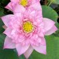 5 PCS Heirloom Mixed Pink Rose Red Blue Orange Lotus Nelumbo Nucifera Flower Seeds