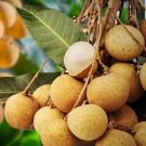 5 PCS Guanzhou Longan Fruit Seeds