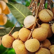5 PCS Guanzhou Longan Fruit Seeds