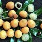 5 PCS Guanzhou Longan Fruit Seeds