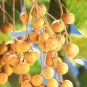 5 PCS Guanzhou Longan Fruit Seeds