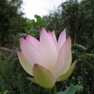 5 PCS Rare Colorful White Yellow Green Mixed Double Petalled Lotus Nelumbo Nucifera Flower Seeds 5 PCS Rare Colorful White Yellow Green Mixed Double Petalled Lotus Nelumbo Nucifera Flower Seeds