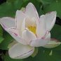 5 PCS Rare Colorful White Yellow Green Mixed Double Petalled Lotus Nelumbo Nucifera Flower Seeds