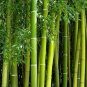 30 PCS Heirloom Clumping Bamboo Seeds