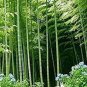 30 PCS Heirloom Clumping Bamboo Seeds