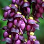 5 PCS Rare Mucuna Pruriens Black Jade Vine Seeds