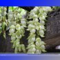 5 PCS Limited Mucuna White Colors Florida Velvet Bean Vine Garden Flower Seeds