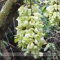 5 PCS Limited Mucuna White Colors Florida Velvet Bean Vine Garden Flower Seeds