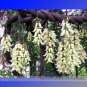 5 PCS Limited Mucuna White Colors Florida Velvet Bean Vine Garden Flower Seeds