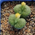 1 PCS Lithops bromfieldii Seeds