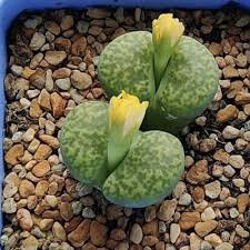 1 PCS Lithops bromfieldii Seeds