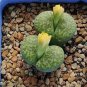 1 PCS Lithops bromfieldii Seeds