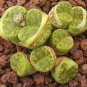 1 PCS Lithops bromfieldii Seeds