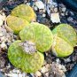 1 PCS Lithops bromfieldii Seeds