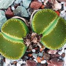 1 PCS Lithops lesliei Seeds