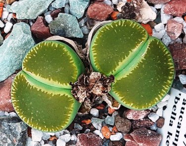 1 PCS Lithops lesliei Seeds