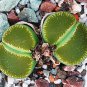 1 PCS Lithops lesliei Seeds