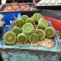 1 PCS Lithops lesliei Seeds