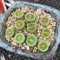 1 PCS Lithops lesliei Seeds