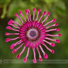 50 PCS True Rare Purple 'Hot Wheel' Chrysanthemum Flower Seeds