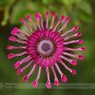 50 PCS True Rare Purple 'Hot Wheel' Chrysanthemum Flower Seeds