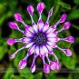 50 PCS True Rare Purple 'Hot Wheel' Chrysanthemum Flower Seeds