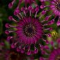 50 PCS True Rare Purple 'Hot Wheel' Chrysanthemum Flower Seeds