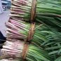500 PCS Red Root Leek Seeds