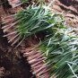 500 PCS Red Root Leek Seeds