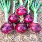500 PCS Premium Red Onion Seeds - Purple Skin Variety