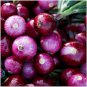 500 PCS Premium Red Onion Seeds - Purple Skin Variety