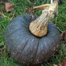 20 PCS Japanese Black Pumpkin Seeds 20 PCS Japanese Black Pumpkin Seeds