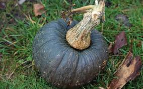 20 PCS Japanese Black Pumpkin Seeds