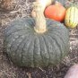 20 PCS Japanese Black Pumpkin Seeds