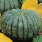 20 PCS Japanese Black Pumpkin Seeds