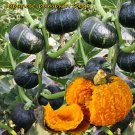 20 PCS 'Green Baby' Small Pumpkin Seeds 20 PCS 'Green Baby' Small Pumpkin Seeds