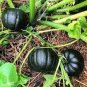 20 PCS 'Green Baby' Small Pumpkin Seeds