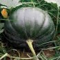 20 PCS 'Green Baby' Small Pumpkin Seeds