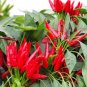 300 PCS Chao Tian Blaze: Red Cluster Pepper Seeds